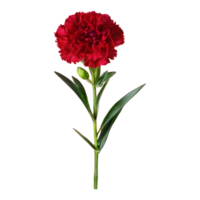 ai generato trasparente sfondo per garofano standard Tonico golem dianthus isolato png