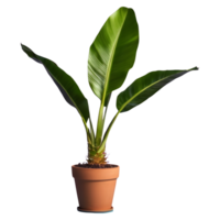 AI generated Transparent background featuring a potted banana palm in isolated png