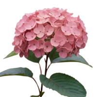 AI generated withered hydrangea blooms during fall dim and somber hues pink gentle hazy isolated png