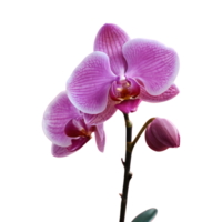 AI generated Transparent background with an orchid isolated png