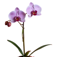 ai generiert transparent Hintergrund mit ein Orchidee isoliert png