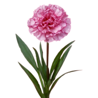 AI generated Transparent background for carnation standard tonic golem dianthus isolated png