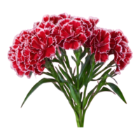 AI generated Transparent background for carnation standard tonic golem dianthus isolated png