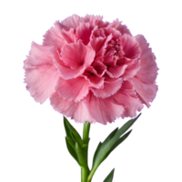 ai generado transparente antecedentes para clavel estándar tónico golem dianthus aislado png