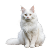 AI generated Turkish angora cat with white fur sitting on a plank in the yard isolated png