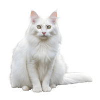 AI generated Turkish angora cat with white fur sitting on a plank in the yard isolated png