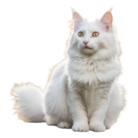 AI generated Turkish angora cat with white fur sitting on a plank in the yard isolated png
