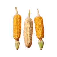 AI generated Eat three intrans corns every two weeks isolated png