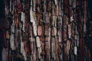 AI generated Old tree bark texture abstract background, natural pattern, rustic photo