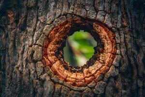 AI generated Hole in bark of tree, close up nature detail photo