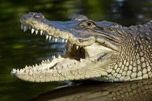 AI generated Impressive close up captures the fearsome jaw of a Nile crocodile photo