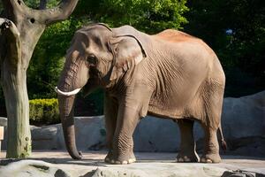 ai generado majestuoso elefante, icónico zoo residente, toma el sol en tranquilo luz de sol foto