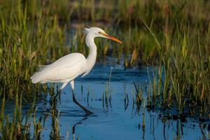 AI generated Little egret walking next to water, Camargue France wildlife photo