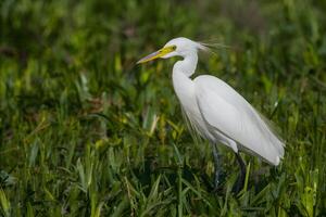 AI generated Little egret in Australasia, elegant bird in natural habitat photo