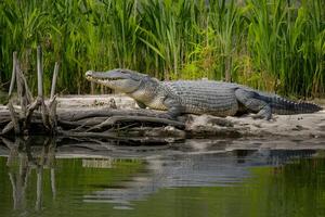 ai generado grande cocodrilos en hamaca gader naturaleza reservar, fauna silvestre habitat foto