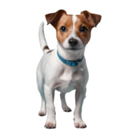 ai généré transparent Contexte avec jack Russell terrier isolé png