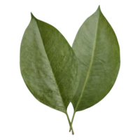 AI generated Tapioca leaf on transparent background isolated png