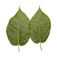 AI generated Tapioca leaf on transparent background isolated png