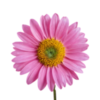 AI generated Pink flower against a transparent background isolated png