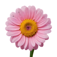 AI generated Pink flower against a transparent background isolated png