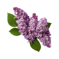 AI generated lilac flower bunch isolated png