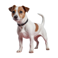 ai gerado transparente fundo com jack russell terrier isolado png