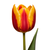 ai gerado linda vibrante tulipas isolado png