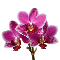 ai generato bellissima orchidea albero isolato png