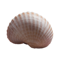 AI generated Macro shot of a transparent background showcasing an unusual seashell isolated png