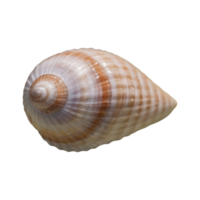 AI generated Macro shot of a transparent background showcasing an unusual seashell isolated png