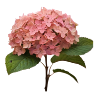 ai généré flétri hortensia fleurit pendant tomber faible et sombre teintes rose doux brumeux isolé png