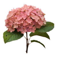 AI generated withered hydrangea blooms during fall dim and somber hues pink gentle hazy isolated png