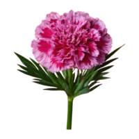 ai généré transparent Contexte pour œillet la norme Tonique Golem dianthus isolé png