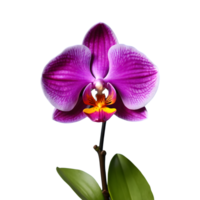 AI generated Transparent background with an orchid isolated png