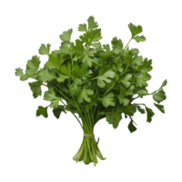 ai generado Fresco cilantro hojas en transparente antecedentes aislado png