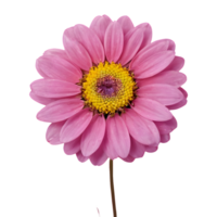 AI generated Pink flower against a transparent background isolated png