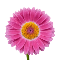 AI generated Pink flower against a transparent background isolated png