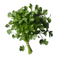 ai generado Fresco cilantro hojas en transparente antecedentes aislado png