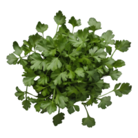 ai generado Fresco cilantro hojas en transparente antecedentes aislado png