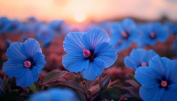 ai generado azul hibisco flor campo floreciente durante el puesta de sol. azul hibisco de cerca. azul flor debajo el Dom foto