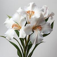 AI generated White iris flower isolated on white background with shadow. White iris flower blooming. Iris flower. White flower. Gardenia scent photo