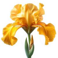 AI generated Yellow iris flower isolated on white background with shadow. Yellow iris flower blooming. Iris flower. Yellow flower. Gardenia scent photo