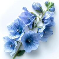 AI generated Delphinium flower isolated on white background with shadow. Delphinium top view. Delphinium flower flat lay isolated photo