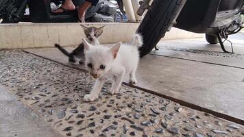 Stray cat walking and facing the camera. This cat likes to lick its own feet and body. video