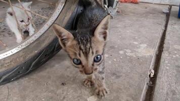 Stray cat walking and facing the camera. This cat likes to lick its own feet and body. video