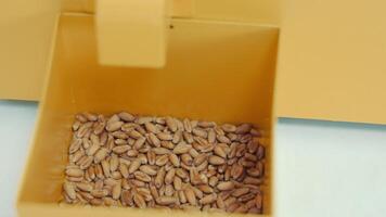 Golden Wheat Seeds in a Dispenser Box, Pile of golden wheat seeds in an industrial metal dispenser with a yellow video