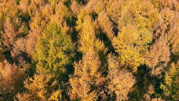 aéreo ver de otoñal bosque pabellón, un De arriba hacia abajo ver de un bosque en otoño, con arboles en matices de oro y verde. video