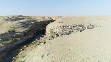 Fluss fließend im das Schlucht im Wüste. Herde von Schaf kam zu das Bewässerung Platz video