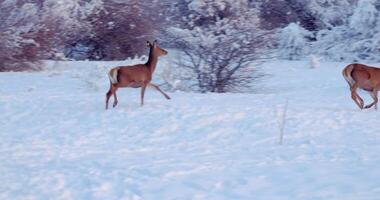 Hirsch läuft auf das schneebedeckt Clearing im Vorderseite von das Bäume video