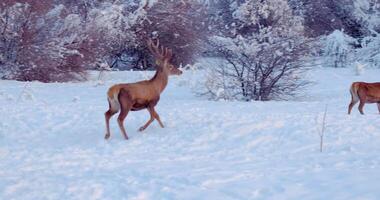 Deer runs on the snowy clearing in front of the trees video